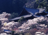 総本山長谷寺の写真